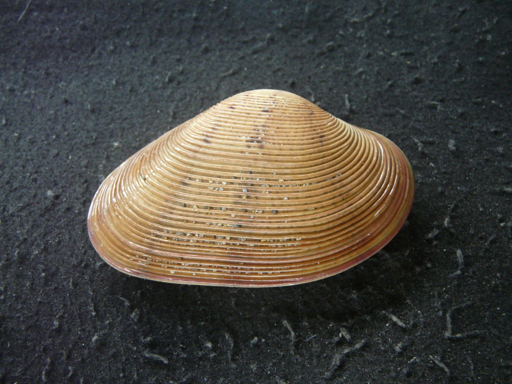 すべて｜貝殻標本店「F]