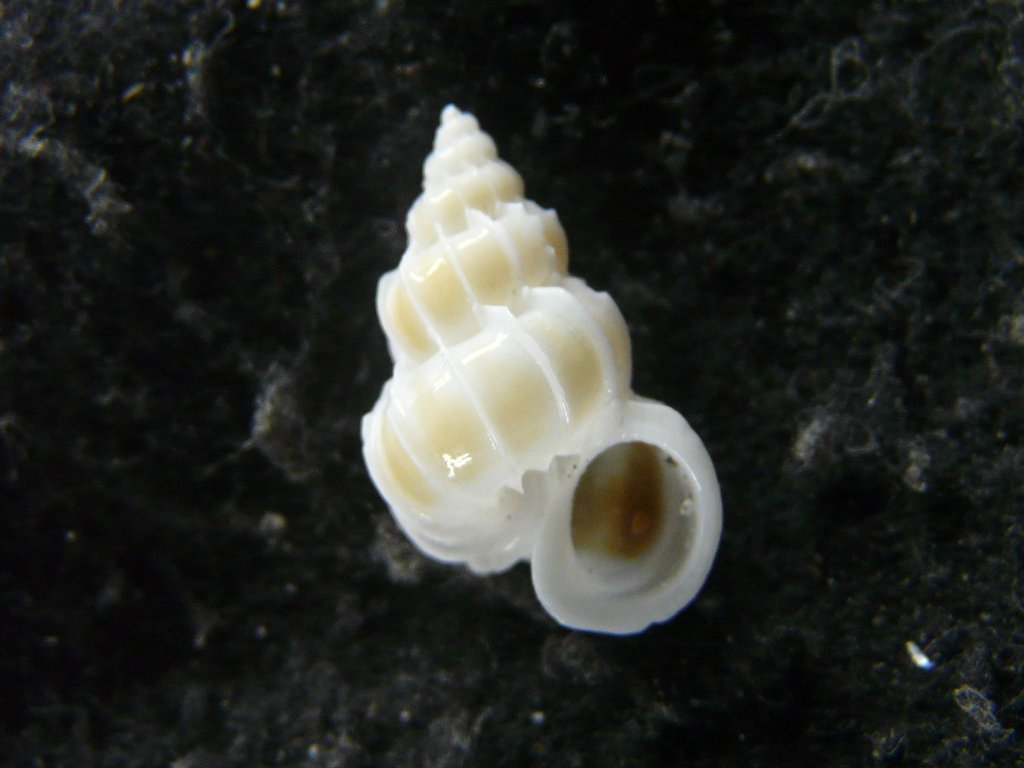 すべて｜貝殻標本店「F]