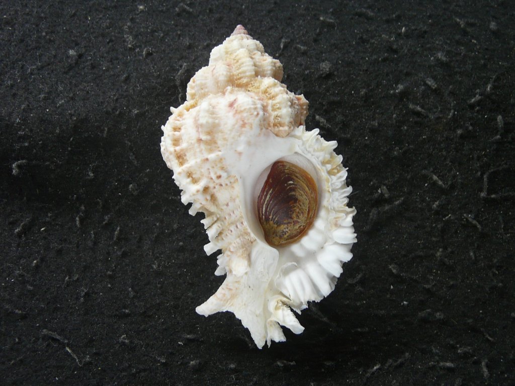 アクキガイ科｜貝殻標本店「F]