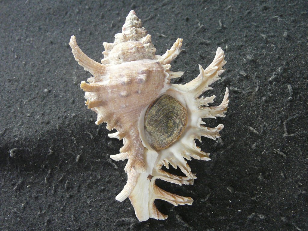 すべて｜貝殻標本店「F]