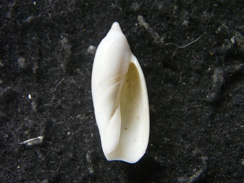 すべて｜貝殻標本店「F]