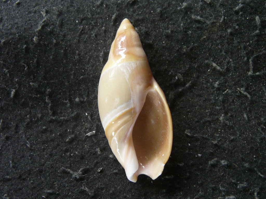 すべて｜貝殻標本店「F]