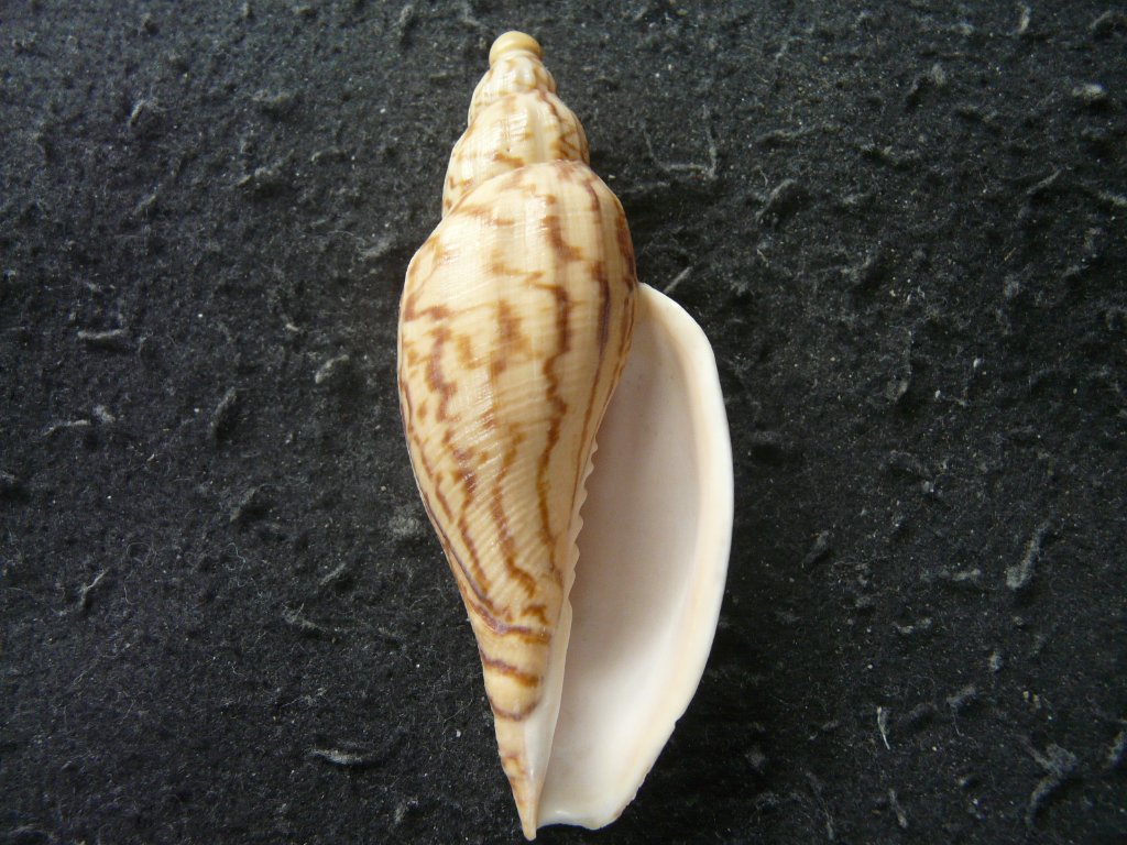 すべて｜貝殻標本店「F]