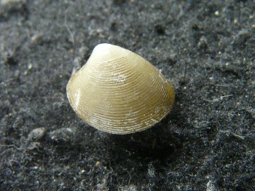 トウカムリガイ科・ヤツシロガイ科など｜貝殻標本店「F]