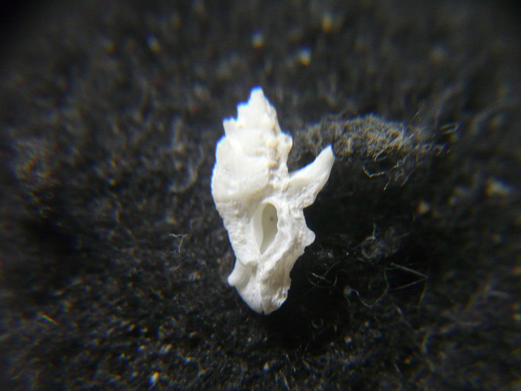 貝殻標本　アクキガイ アクキガイ - 生きもの図鑑 鳥羽水族館