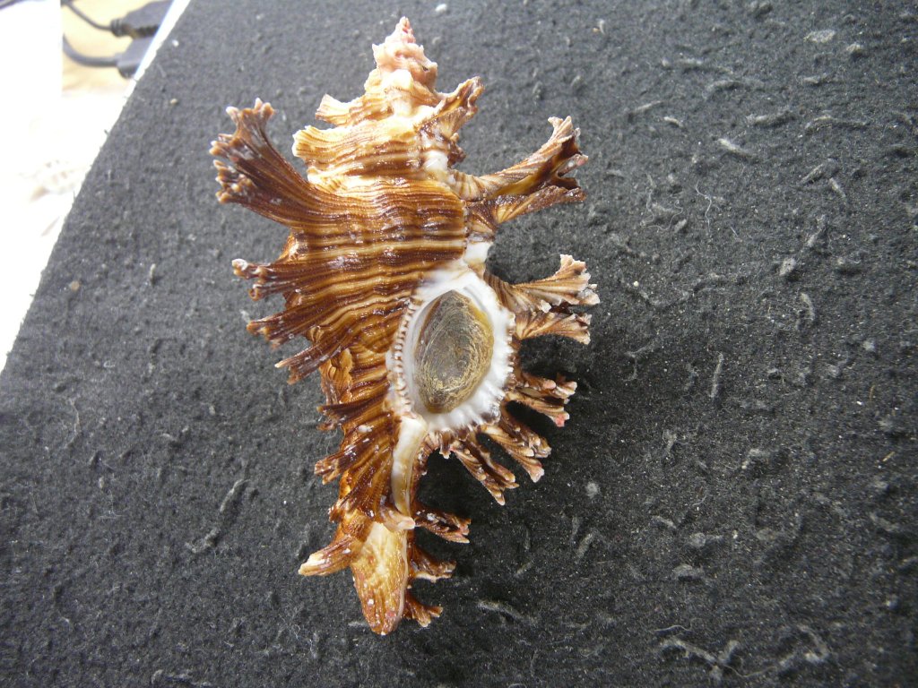 アクキガイ科｜貝殻標本店「F]