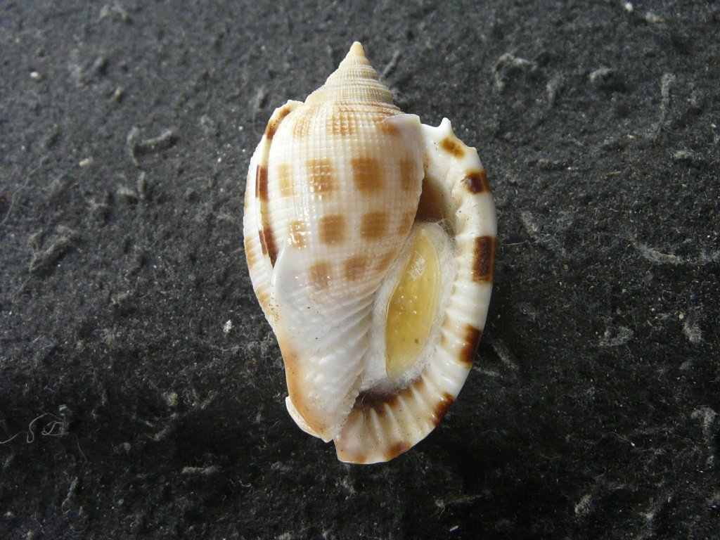 トウカムリガイ　貝殻 トウカムリガイ科・ヤツシロガイ科など｜貝殻標本店「F]