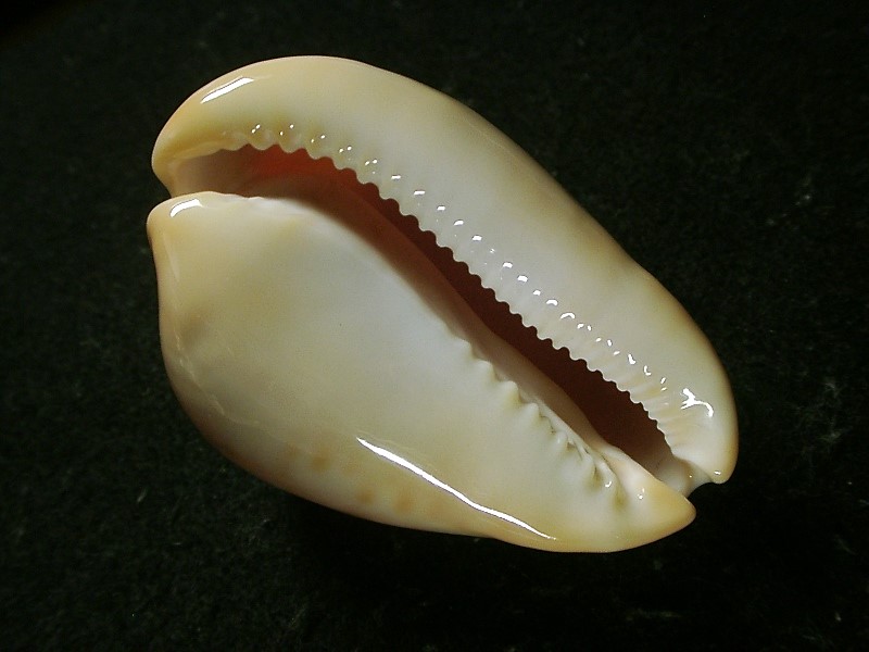  Zoila venusta roseopunctata (Raybaudi,1985) 画像