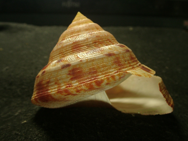 貝 標本 ミナミノオキナエビス 特美品 - 科学、自然