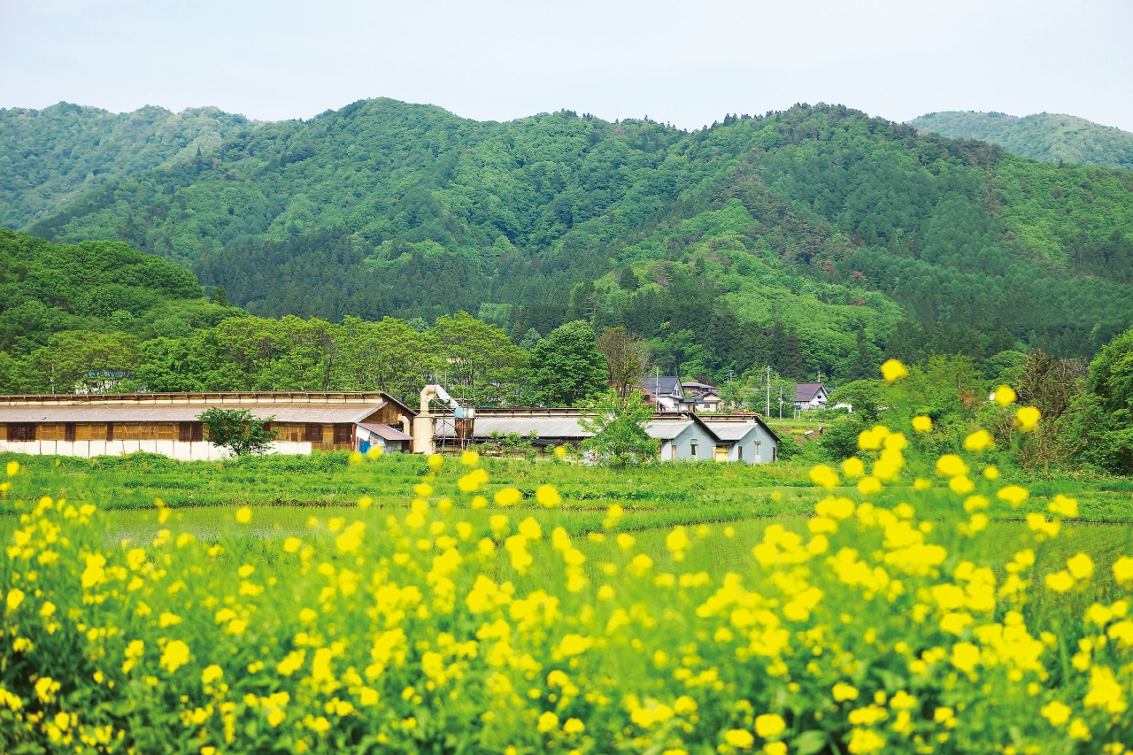 米澤豚一番育ち ロース肉 (トンカツ・トンテキ用) / 美味しい山形県産のブランド豚 「三元豚」 を使用の画像