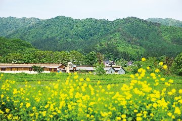 米澤豚一番育ち ロース肉 (トンカツ・トンテキ用) / 美味しい山形県産のブランド豚 「三元豚」 を使用の画像