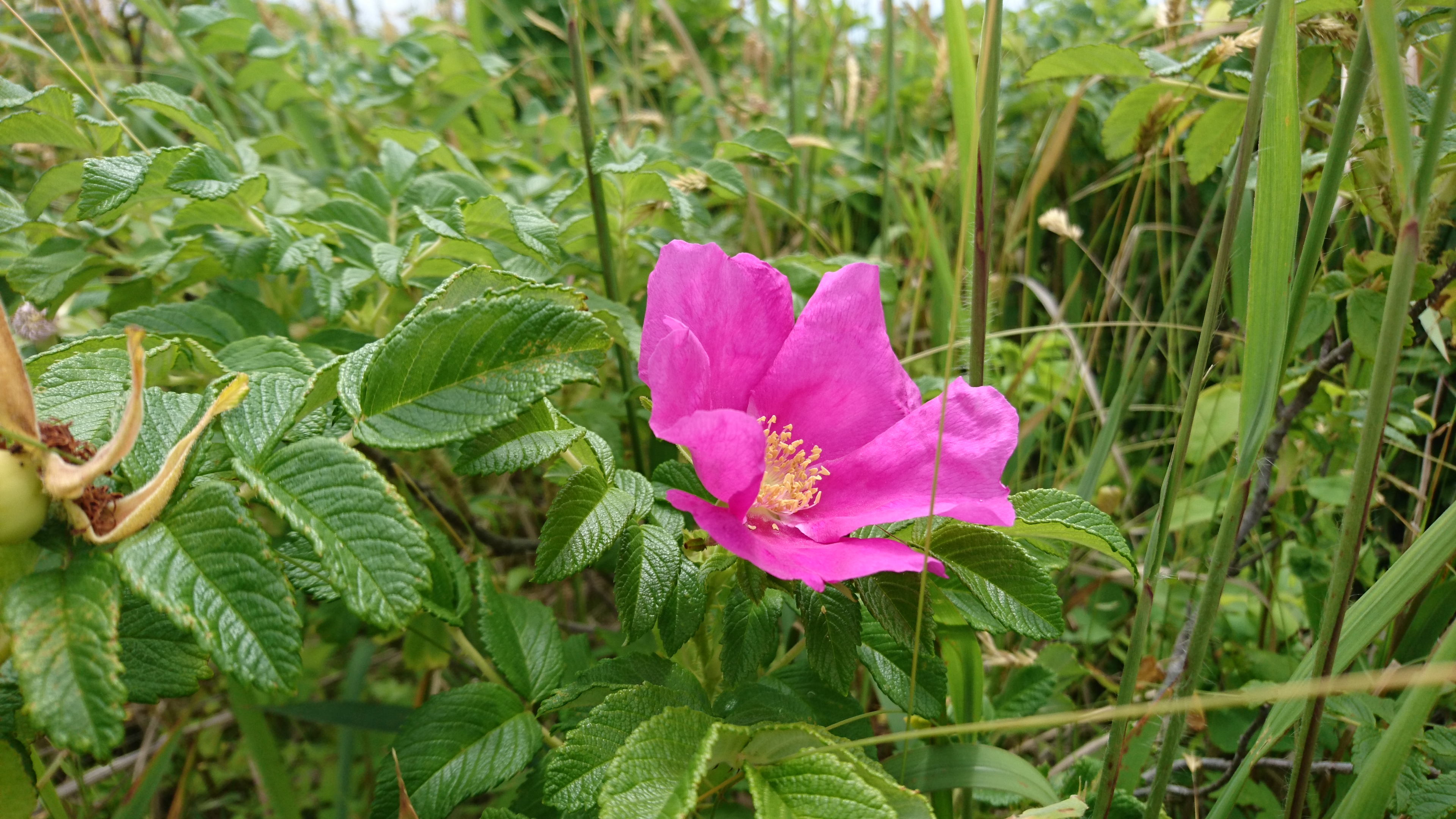 蒸留用ハマナスの画像