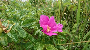 蒸留用ハマナスの画像
