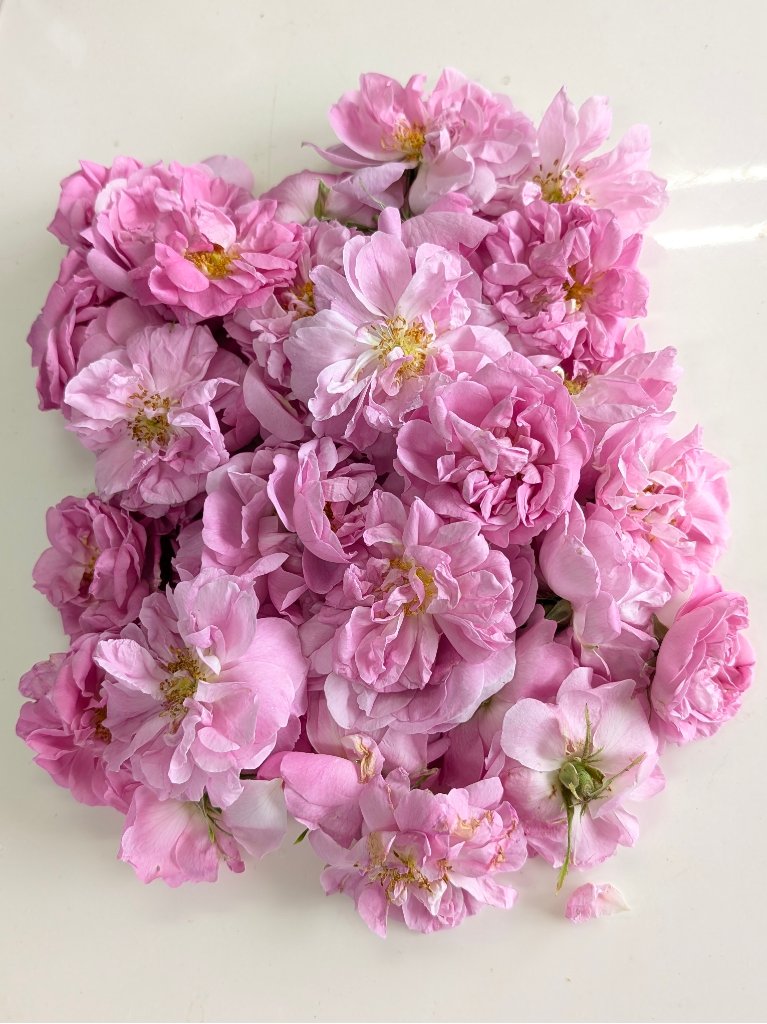 ダマスクローズ花びら（冷凍）の画像