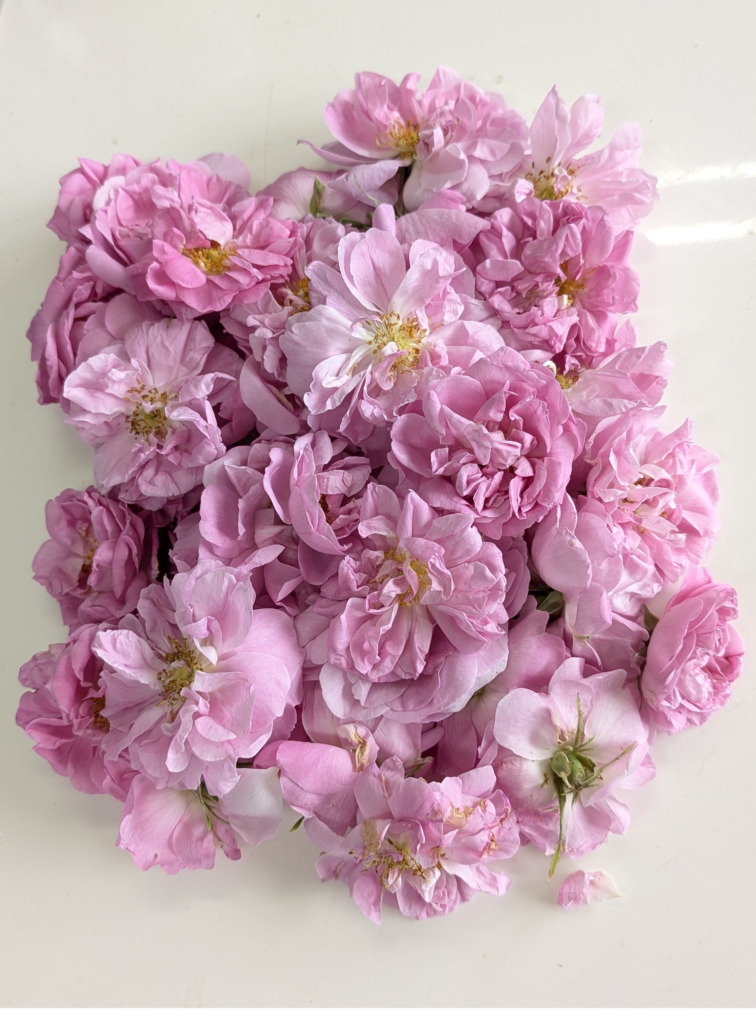 朝摘みダマスクローズ（花冠）の画像