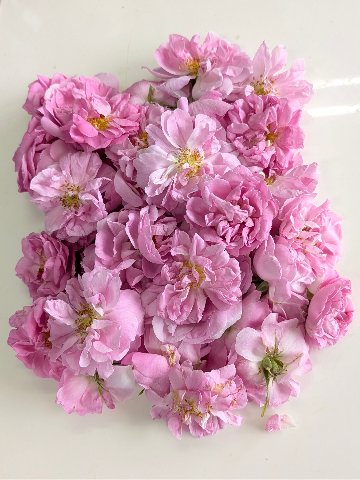 朝摘みダマスクローズ（花冠）の画像