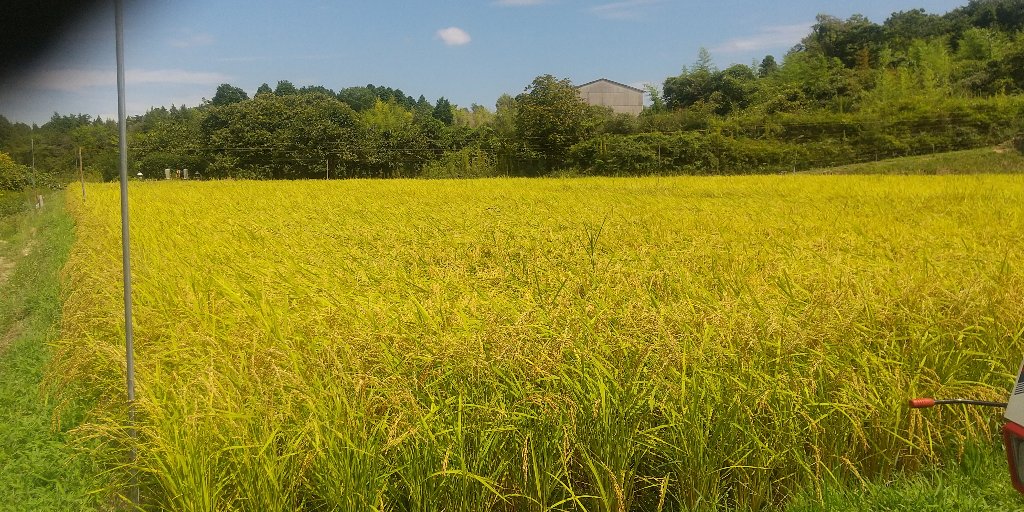 令和7年産　コシヒカリ玄米30kg  産地は広島県賀茂台地　の画像