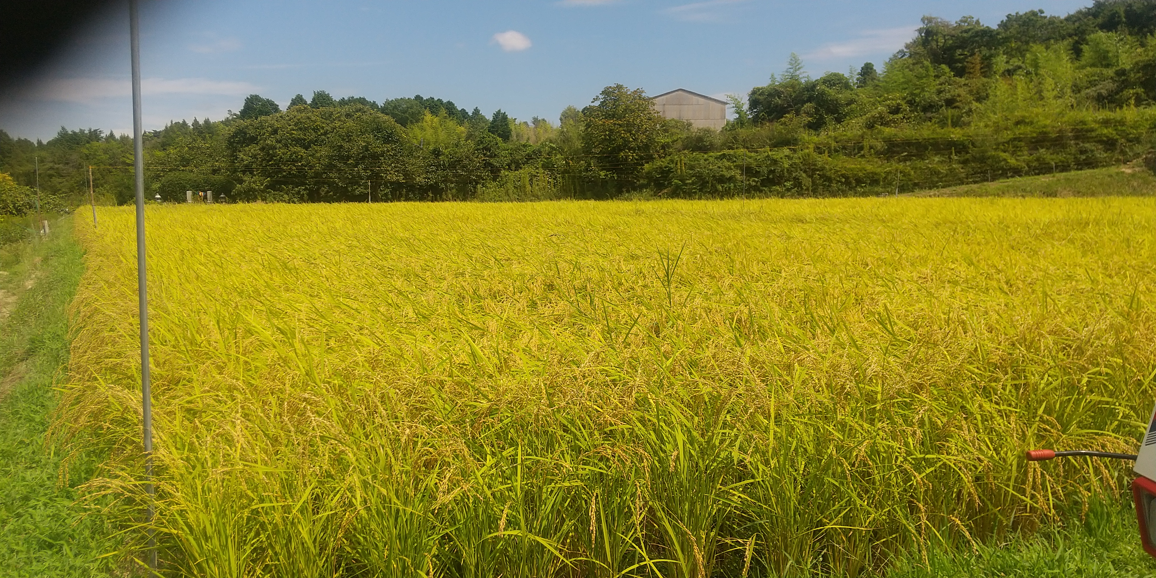 令和7年産　コシヒカリ玄米30kg  産地は広島県賀茂台地　の画像