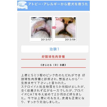 【ポイント2倍】猫の目ヤニ、皮膚病、アレルギー、腎臓サポートに。プロバイオCAT かつお(粉末45g)約1か月~45日分の画像